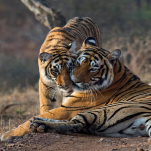 2 Days Ranthambore National Park Safari Tour with Hotel Stay